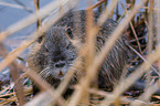 Nutria