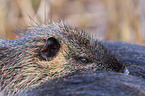 Nutria