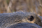 Nutria