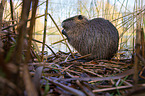 Nutria