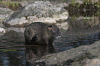 Nutria