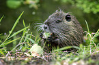 sitzender Nutria