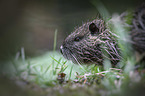 Nutria Portrait