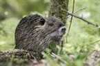 sitzender Nutria
