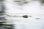 schwimmender Nutria