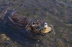 schwimmender Nutria