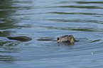 schwimmender Nutria