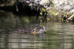 Nutria im Wasser