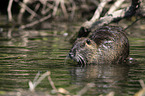 Nutria im Wasser