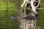 Nutria im Wasser