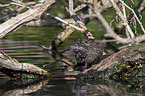 Nutria