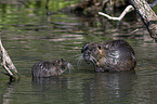 Nutrias im Wasser