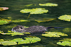 Nutria im Wasser