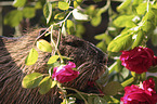 Nutria