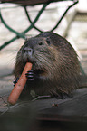 Nutria