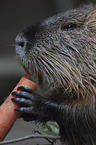 Nutria