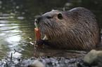 Nutria