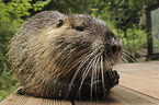 Nutria