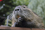 Nutria