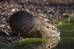 Nutria