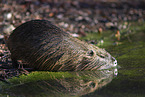 Nutria