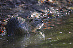 Nutria