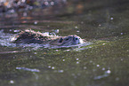 schwimmender Nutria