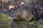 Nutria