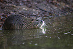 Nutria