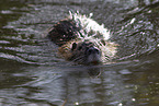 schwimmender Nutria