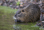 Nutria