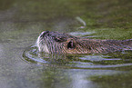 schwimmender Nutria