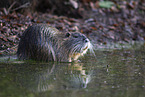 Nutria