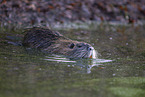 schwimmender Nutria