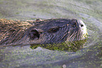 schwimmender Nutria