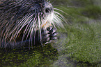 Nutria