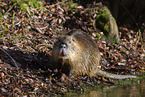 sitzender Nutria