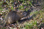 Nutria