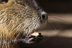 fressender Nutria