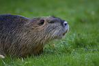 Nutria