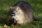 fressender Nutria