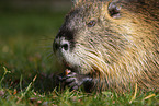 fressender Nutria