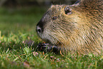 fressender Nutria