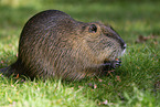 sitzender Nutria