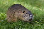 Nutria