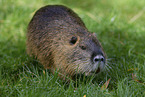 Nutria