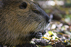 fressender Nutria