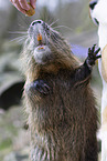 Nutria steht auf Hinterbeinen