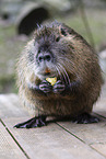 sitzender Nutria