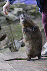 Nutria steht auf Hinterbeinen